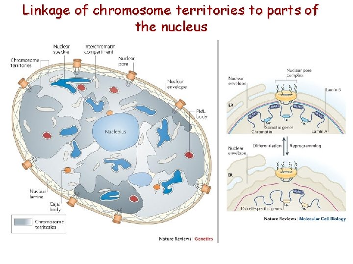 Linkage of chromosome territories to parts of the nucleus 