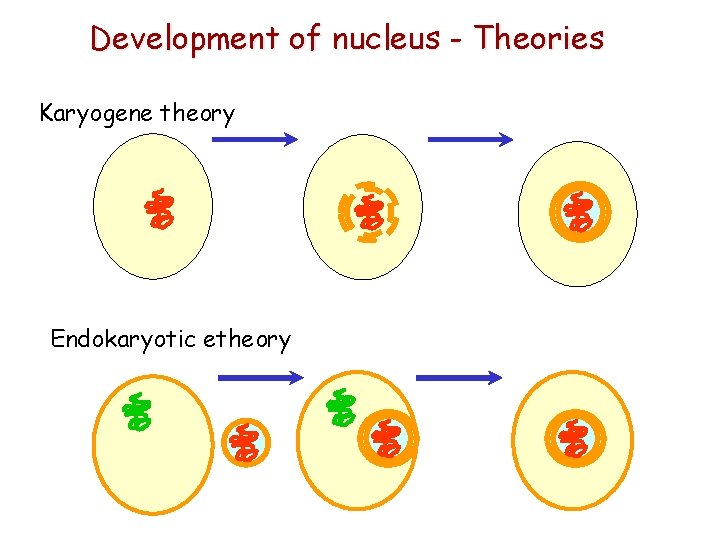 Development of nucleus - Theories Karyogene theory Endokaryotic etheory 