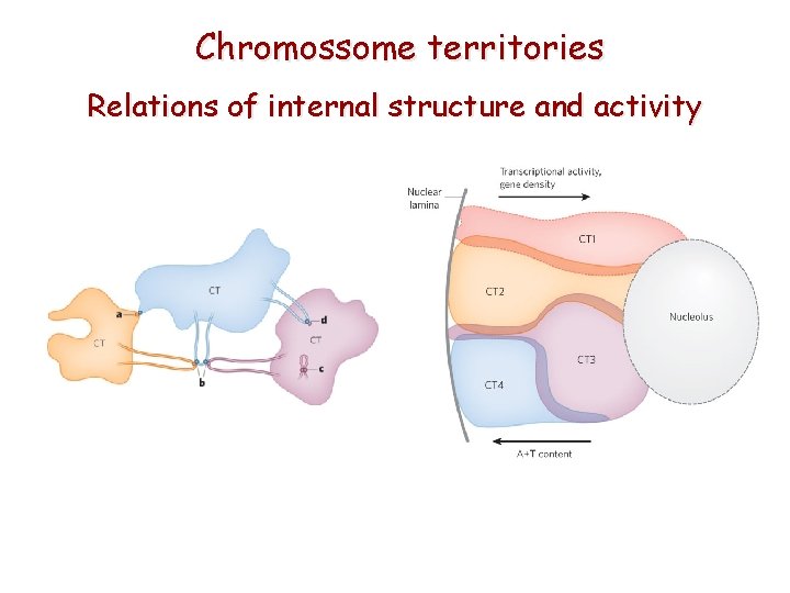 Chromossome territories Relations of internal structure and activity 