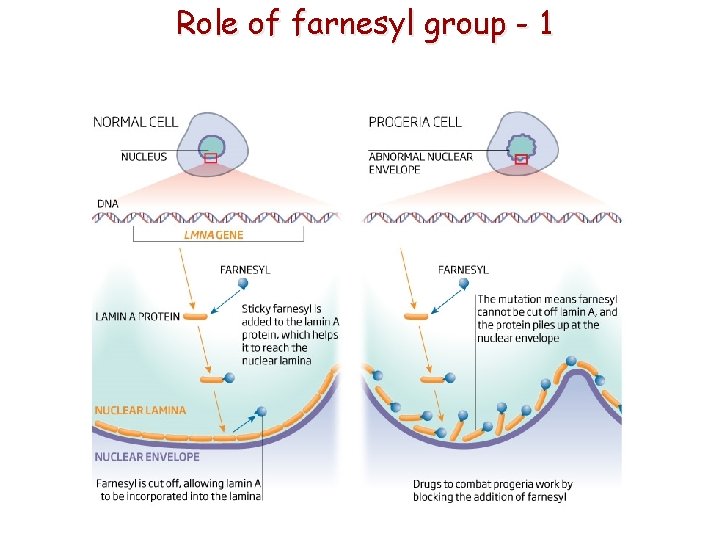 Role of farnesyl group - 1 