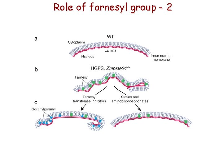 Role of farnesyl group - 2 