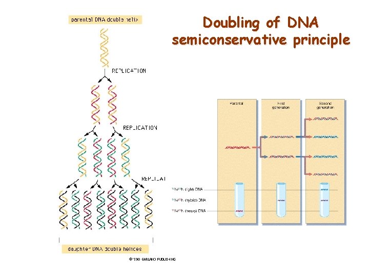 Doubling of DNA semiconservative principle 