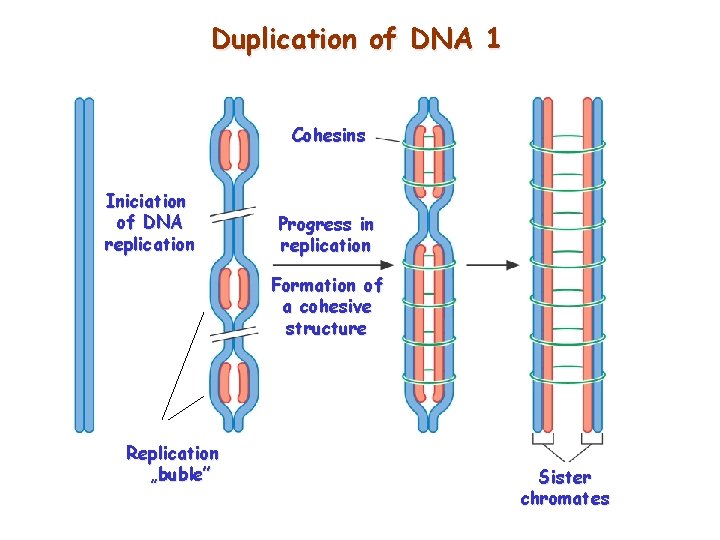 Duplication of DNA 1 Cohesins Iniciation of DNA replication Progress in replication Formation of