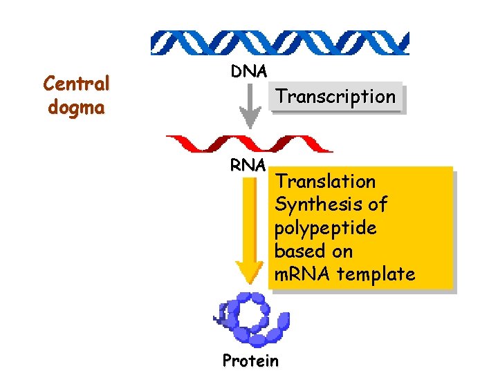 Central dogma DNA RNA Transcription Translation Synthesis of polypeptide based on m. RNA template