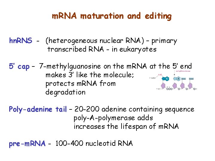 m. RNA maturation and editing hn. RNS - (heterogeneous nuclear RNA) – primary transcribed