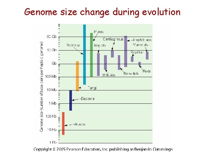 Genome size change during evolution 