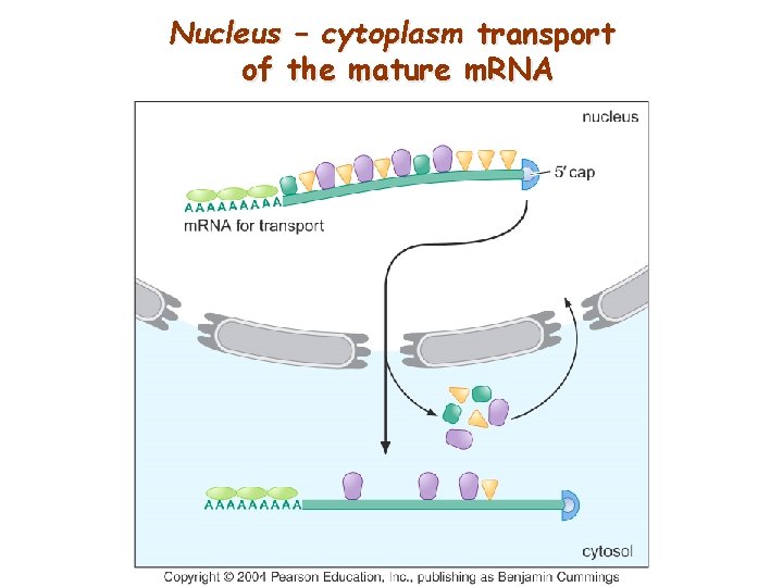 Nucleus – cytoplasm transport of the mature m. RNA 