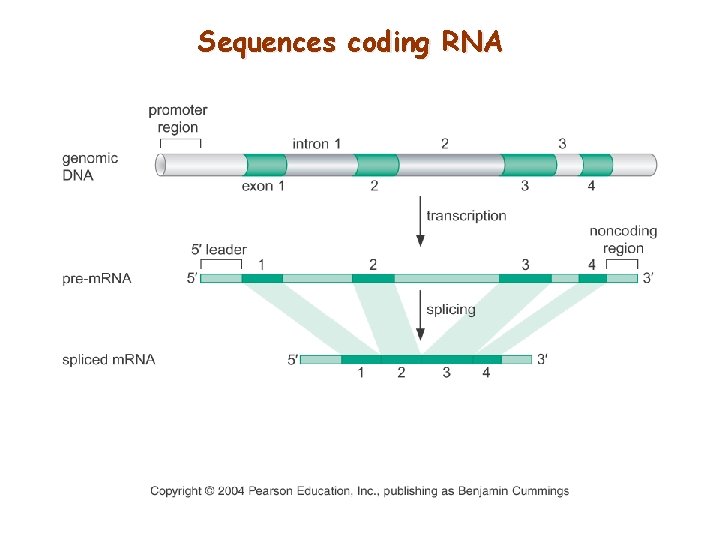 Sequences coding RNA 
