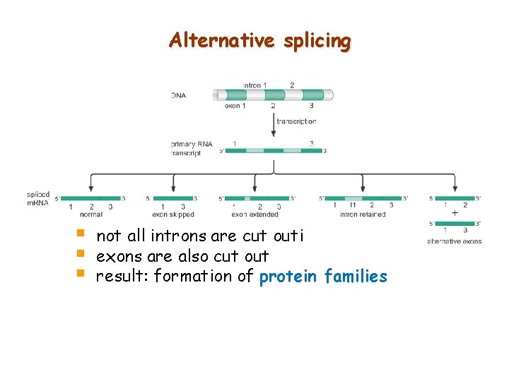 Alternative splicing § § § not all introns are cut outi exons are also