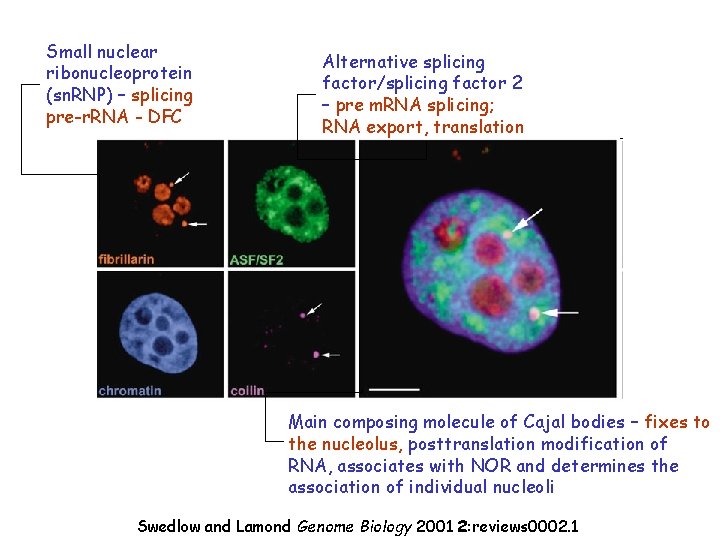 Small nuclear ribonucleoprotein (sn. RNP) – splicing pre-r. RNA - DFC Alternative splicing factor/splicing