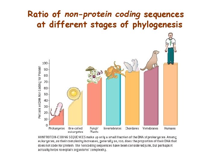 Ratio of non-protein coding sequences at different stages of phylogenesis 