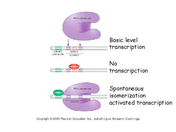 Basic level transcription No transcripction Spontaneous isomerization activated transcription 