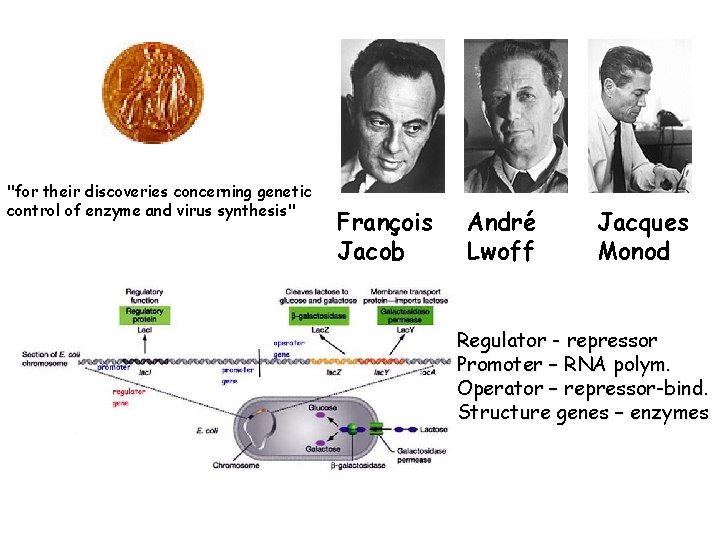 "for their discoveries concerning genetic control of enzyme and virus synthesis" François Jacob André