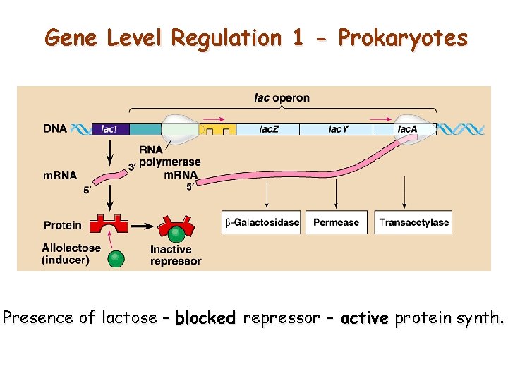 Gene Level Regulation 1 - Prokaryotes Presence of lactose – blocked repressor – active