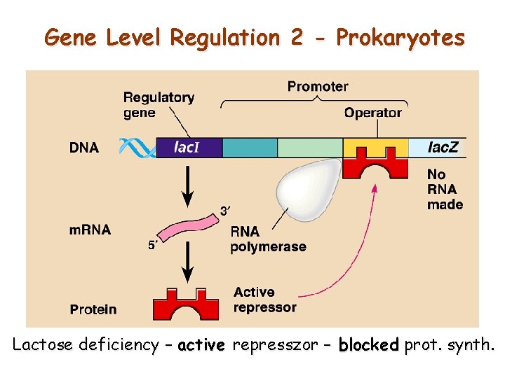 Gene Level Regulation 2 - Prokaryotes Lactose deficiency – active represszor – blocked prot.