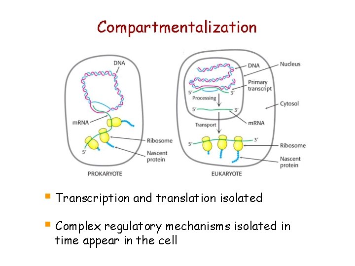 Compartmentalization § Transcription and translation isolated § Complex regulatory mechanisms isolated in time appear