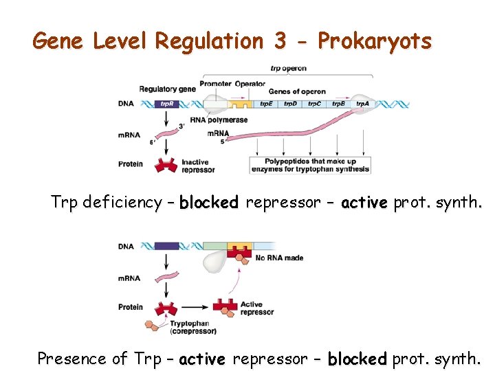 Gene Level Regulation 3 - Prokaryots Trp deficiency – blocked repressor – active prot.