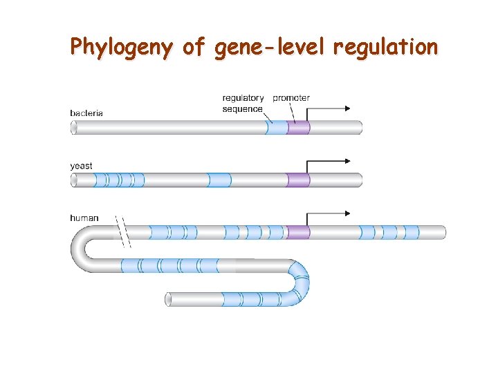 Phylogeny of gene-level regulation 