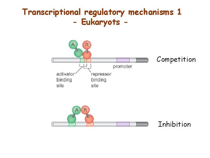 Transcriptional regulatory mechanisms 1 - Eukaryots - Competition Inhibition 