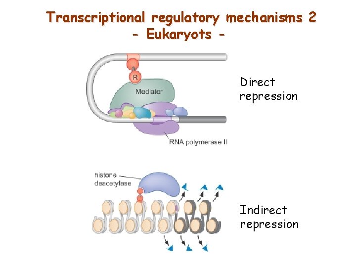 Transcriptional regulatory mechanisms 2 - Eukaryots Direct repression Indirect repression 