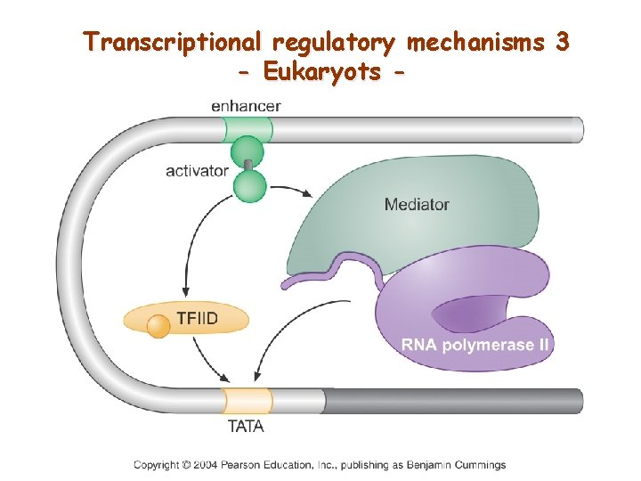 Transcriptional regulatory mechanisms 3 - Eukaryots - 