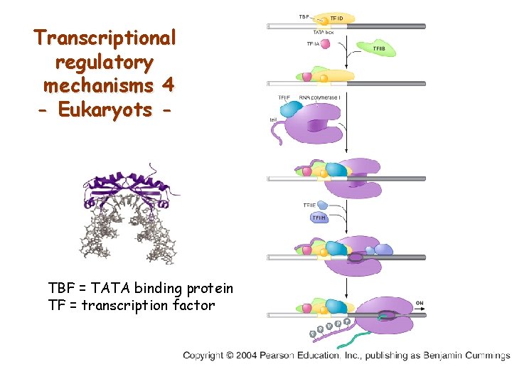 Transcriptional regulatory mechanisms 4 - Eukaryots - TBF = TATA binding protein TF =