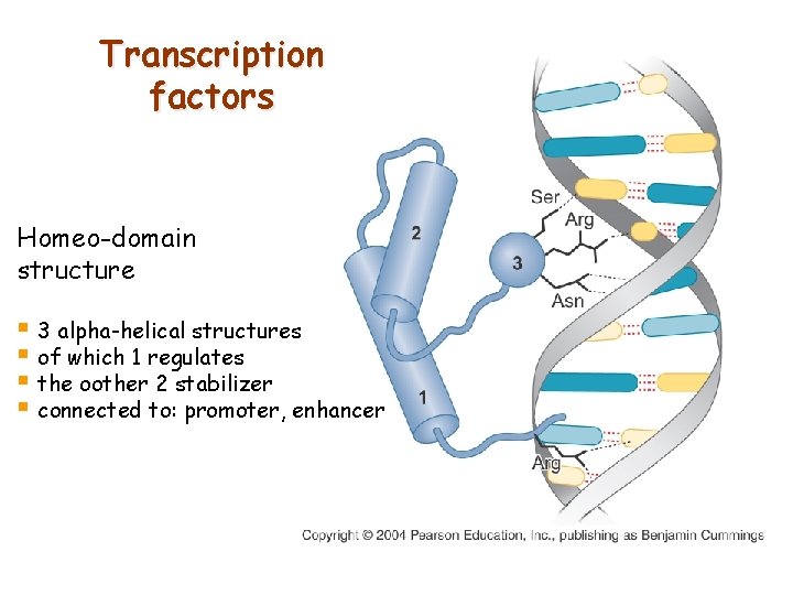 Transcription factors Homeo-domain structure § 3 alpha-helical structures § of which 1 regulates §