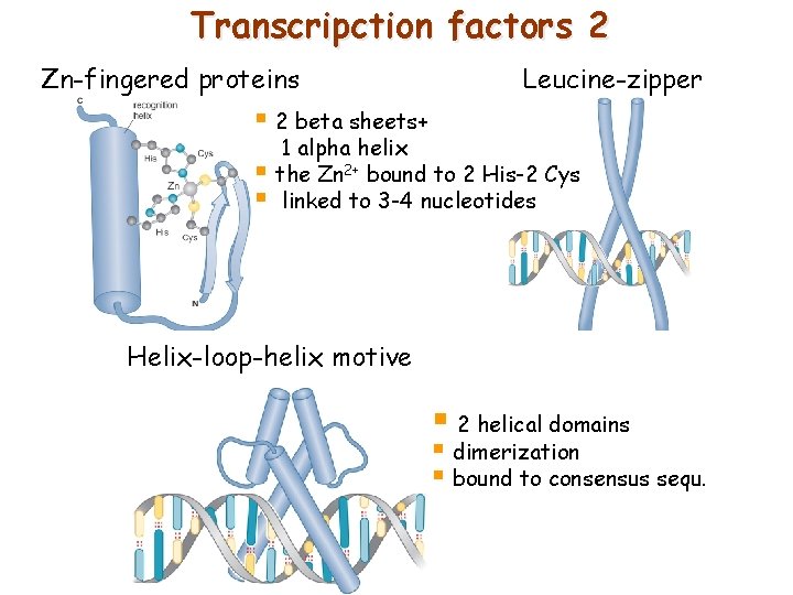 Transcripction factors 2 Zn-fingered proteins Leucine-zipper § 2 beta sheets+ 1 alpha helix §