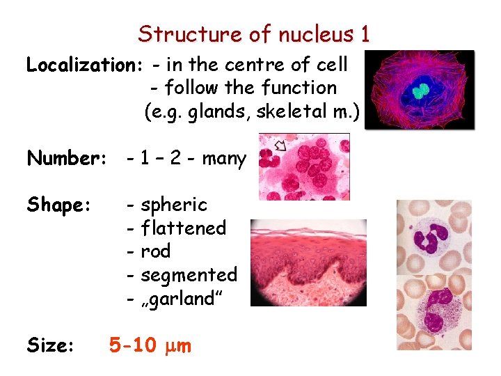 Structure of nucleus 1 Localization: - in the centre of cell - follow the