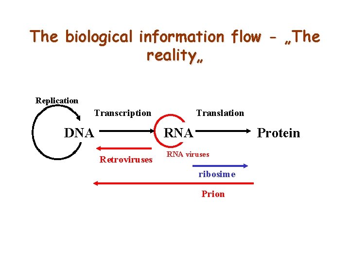 The biological information flow - „The reality„ Replication Transcription DNA Translation RNA Retroviruses Protein