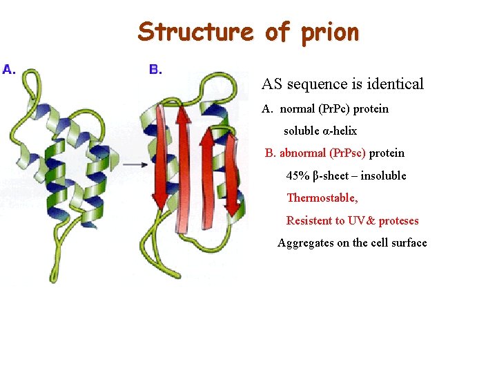 Structure of prion AS sequence is identical A. normal (Pr. Pc) protein soluble α-helix
