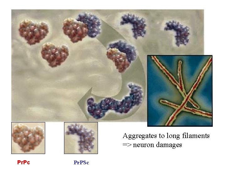 Aggregates to long filaments => neuron damages Pr. Pc Pr. PSc 