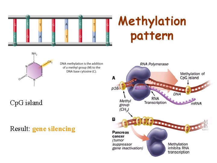 Methylation pattern Cp. G island Result: gene silencing 