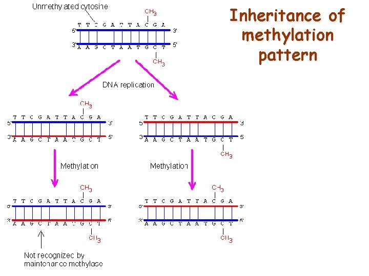 Inheritance of methylation pattern 