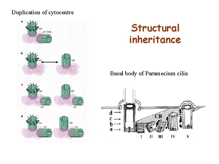 Duplication of cytocentre Structural inheritance Basal body of Paramecium cilia 