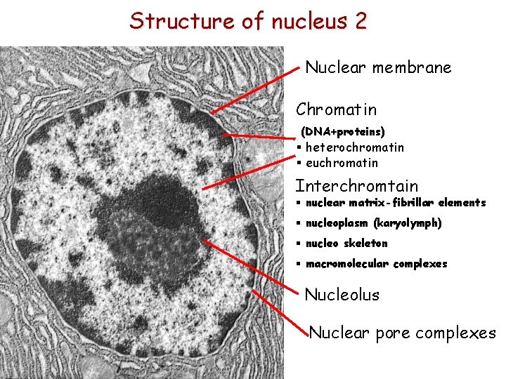 Structure of nucleus 2 Nuclear membrane Chromatin (DNA+proteins) § heterochromatin § euchromatin Interchromtain §