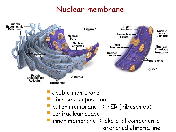 Nuclear membrane § double membrane § diverse composition § outer membrane r. ER (ribosomes)