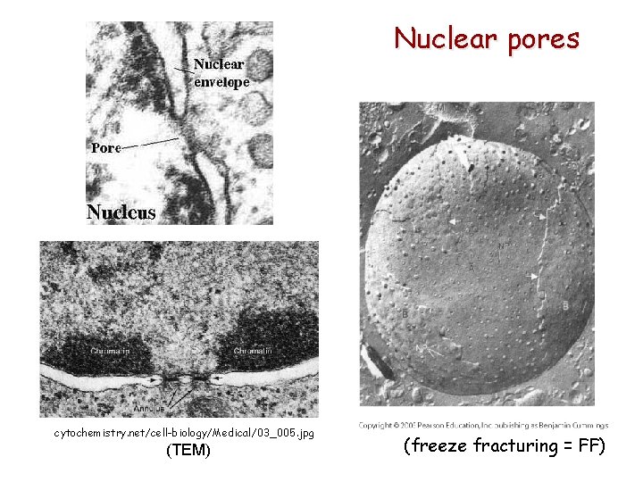 Nuclear pores cytochemistry. net/cell-biology/Medical/03_005. jpg (TEM) (freeze fracturing = FF) 