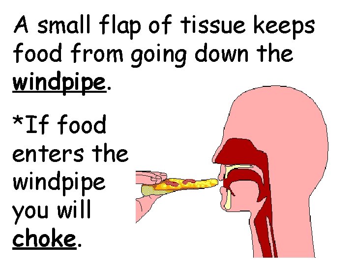 A small flap of tissue keeps food from going down the windpipe. *If food