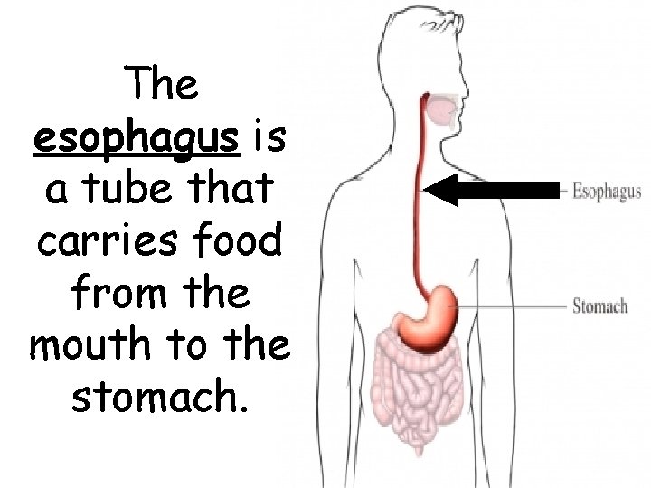 The esophagus is a tube that carries food from the mouth to the stomach.