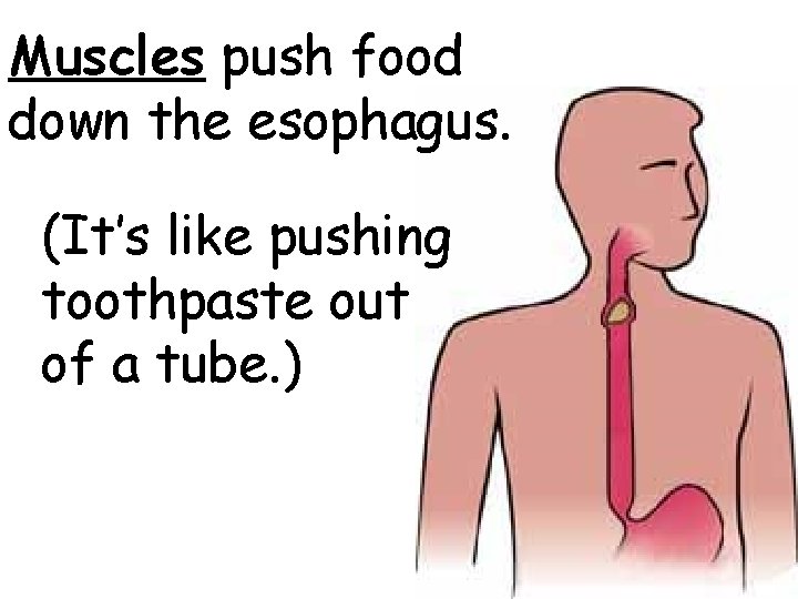 Muscles push food down the esophagus. (It’s like pushing toothpaste out of a tube.