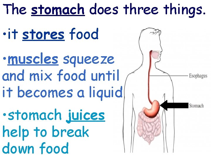 The stomach does three things. • it stores food • muscles squeeze and mix