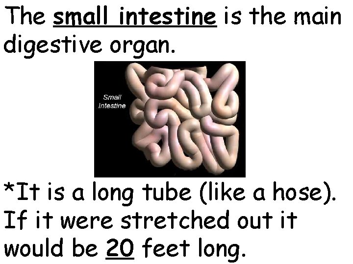 The small intestine is the main digestive organ. *It is a long tube (like