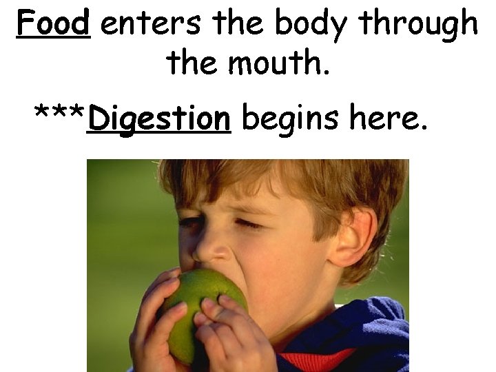 Food enters the body through the mouth. ***Digestion begins here. 