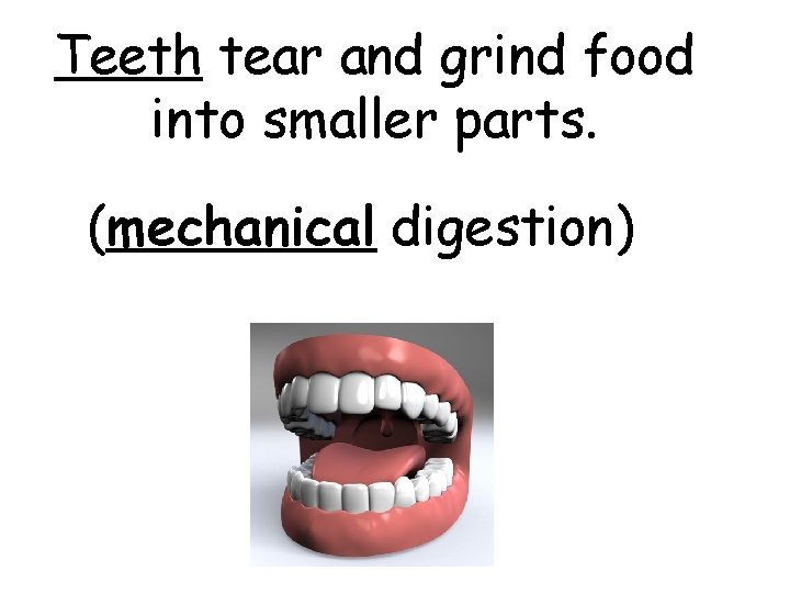 Teeth tear and grind food into smaller parts. (mechanical digestion) 
