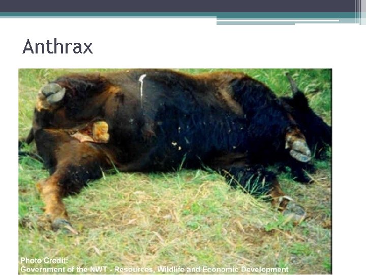 Anthrax 