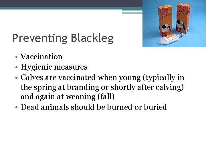 Preventing Blackleg • Vaccination • Hygienic measures • Calves are vaccinated when young (typically