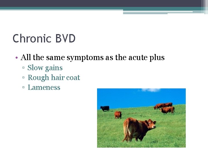 Chronic BVD • All the same symptoms as the acute plus ▫ Slow gains