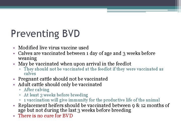 Preventing BVD • Modified live virus vaccine used • Calves are vaccinated between 1