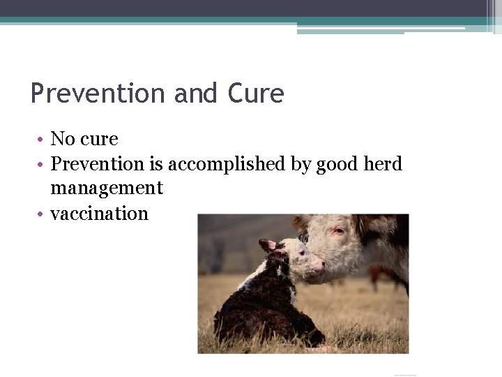 Prevention and Cure • No cure • Prevention is accomplished by good herd management